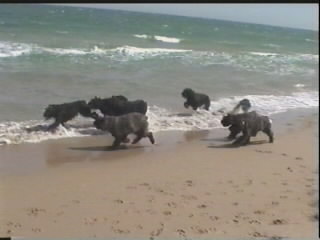 Alicante strand